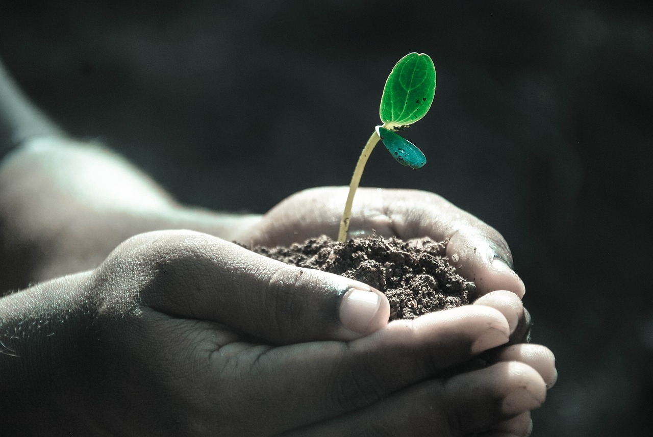 How to Transition to a Plant-Based Diet
